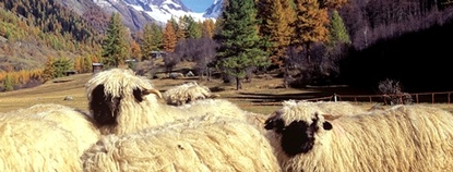 nůžky na stříhání paznechtů, obecně nářadí pro chov ovcí a koz